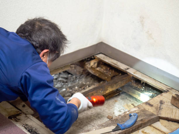 Best Crawl Space Mold Removal  in Riceville, TN
