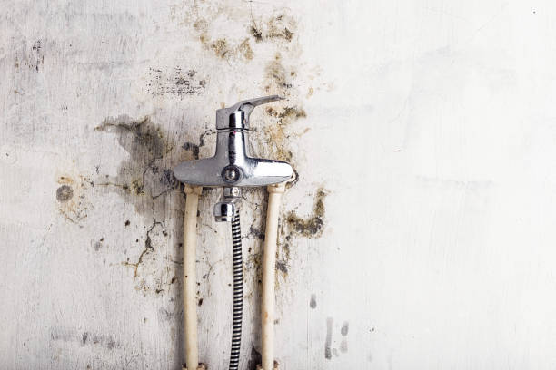 Best Toxic Mold Removal  in Riceville, TN