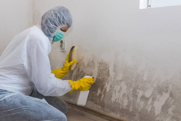 Best Mold Remediation Services  in Riceville, TN