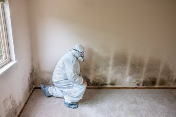 Best Fast Mold Removal  in Riceville, TN