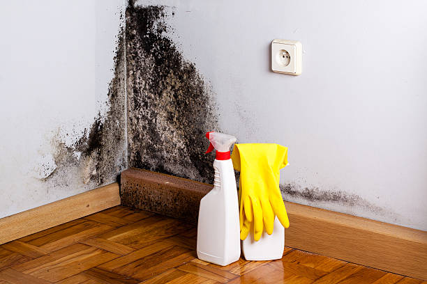 Best Mold Cleaning Services  in Riceville, TN